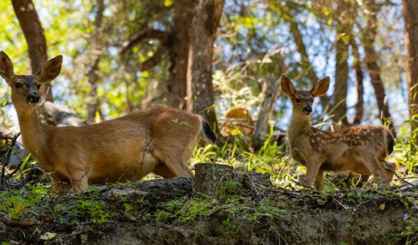 A mother and fawn in the woods outside of Ashland, Oregon